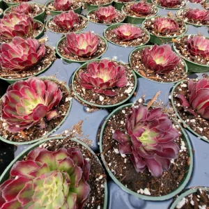 Aeonium Mardi Gras Rosette Live Succulent Plant - 4 inch Potted - Indoor/Outdoor - Image 3