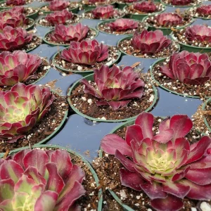Aeonium Mardi Gras Rosette Live Succulent Plant - 4 inch Potted - Indoor/Outdoor - Image 4