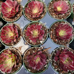 Aeonium Mardi Gras Rosette Live Succulent Plant - 4 inch Potted - Indoor/Outdoor - Image 5