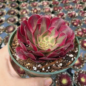 Aeonium Mardi Gras Rosette Live Succulent Plant - 4 inch Potted - Indoor/Outdoor - Image 6