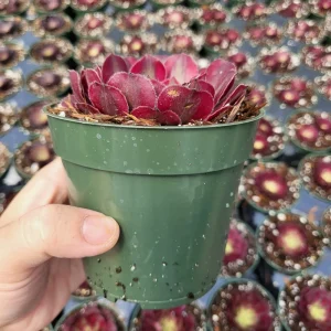 Aeonium Mardi Gras Rosette Live Succulent Plant - 4 inch Potted - Indoor/Outdoor - Image 7