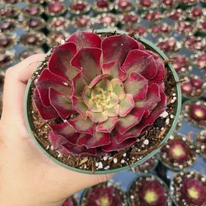 Aeonium Mardi Gras Rosette Live Succulent Plant - 4 inch Potted - Indoor/Outdoor - Image 8