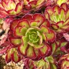 Aeonium Mardi Gras Rosette Live Succulent Plant - 4 inch Potted - Indoor/Outdoor - Image 1