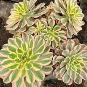 Aeonium Sunburst Live Succulent Plant - Variegated Copper Pinwheel, 2