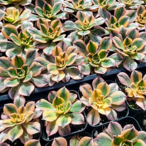 Aeonium Sunburst Live Succulent Plant - Variegated Copper Pinwheel, 2