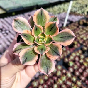 Aeonium Sunburst Live Succulent Plant - Variegated Copper Pinwheel, 2