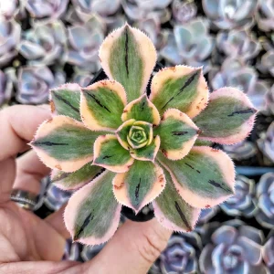 Aeonium Sunburst Live Succulent Plant - Variegated Copper Pinwheel, 2