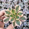 Aeonium Sunburst Live Succulent Plant - Variegated Copper Pinwheel, 2" or 4" - Image 1