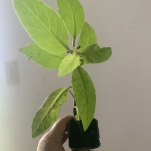 African Bitter Leaf Live Plant - Vernonia amygdalina Starter - Indoor/Outdoor - Image 2