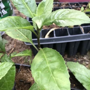 African Bitter Leaf Live Plant - Vernonia amygdalina - USDA Zone 9 - Healthy Starter - Image 3