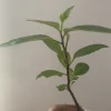 African Bitter Leaf Live Plant - Vernonia amygdalina Starter - Indoor/Outdoor - Image 1