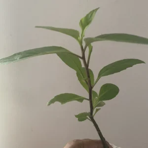 African Bitter Leaf Live Plant - Vernonia amygdalina Starter - Indoor/Outdoor - Image 1