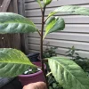 African Bitter Leaf Live Plant - Vernonia amygdalina - USDA Zone 9 - Healthy Starter - Image 1