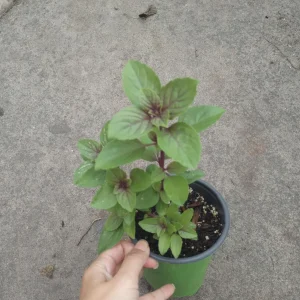 African Blue Basil Live Plant in 6 inch Pot - Fragrant Culinary Herb - Image 2
