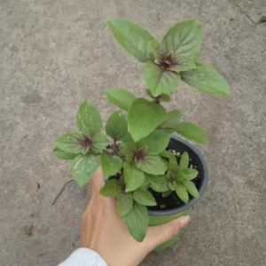 African Blue Basil Live Plant in 6 inch Pot - Fragrant Culinary Herb - Image 1