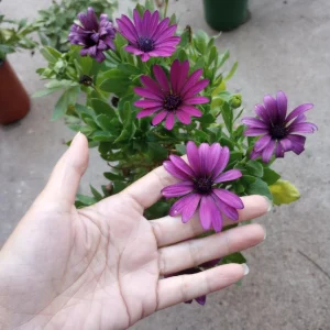 African Daisy Live Plant - 6 Inch High Pot - Vibrant Outdoor Blooms - Image 2