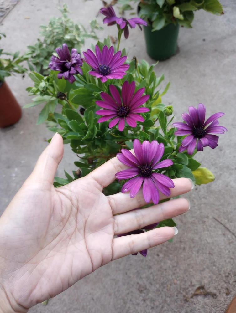 African Daisy Live Plant - 6 Inch High Pot - Vibrant Outdoor Blooms - Image 2