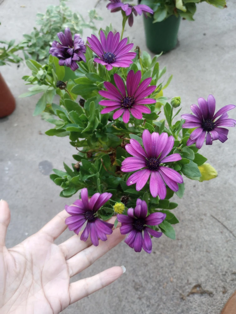 African Daisy Live Plant - 6 Inch High Pot - Vibrant Outdoor Blooms - Image 1