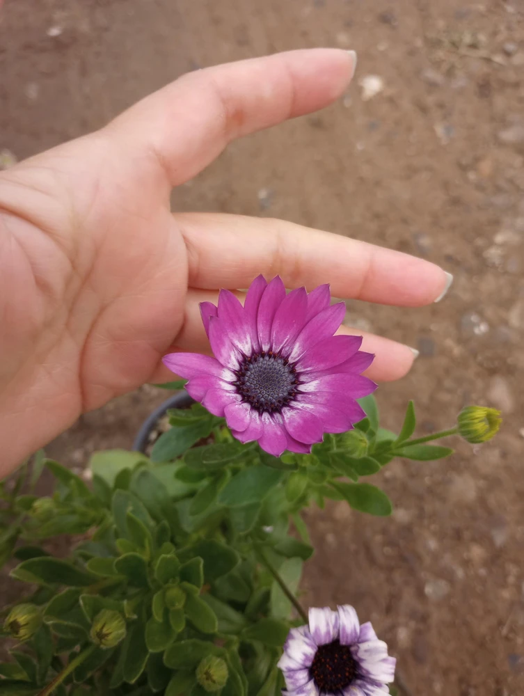 African Daisy Live Plant, 6 inch Pot, Vibrant Blooms, Indoor/Outdoor - Image 2
