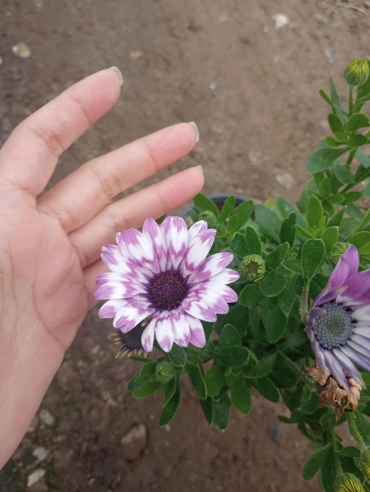 African Daisy Live Plant, 6 inch Pot, Vibrant Blooms, Indoor/Outdoor - Image 3