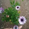 African Daisy Live Plant, 6 inch Pot, Vibrant Blooms, Indoor/Outdoor - Image 1