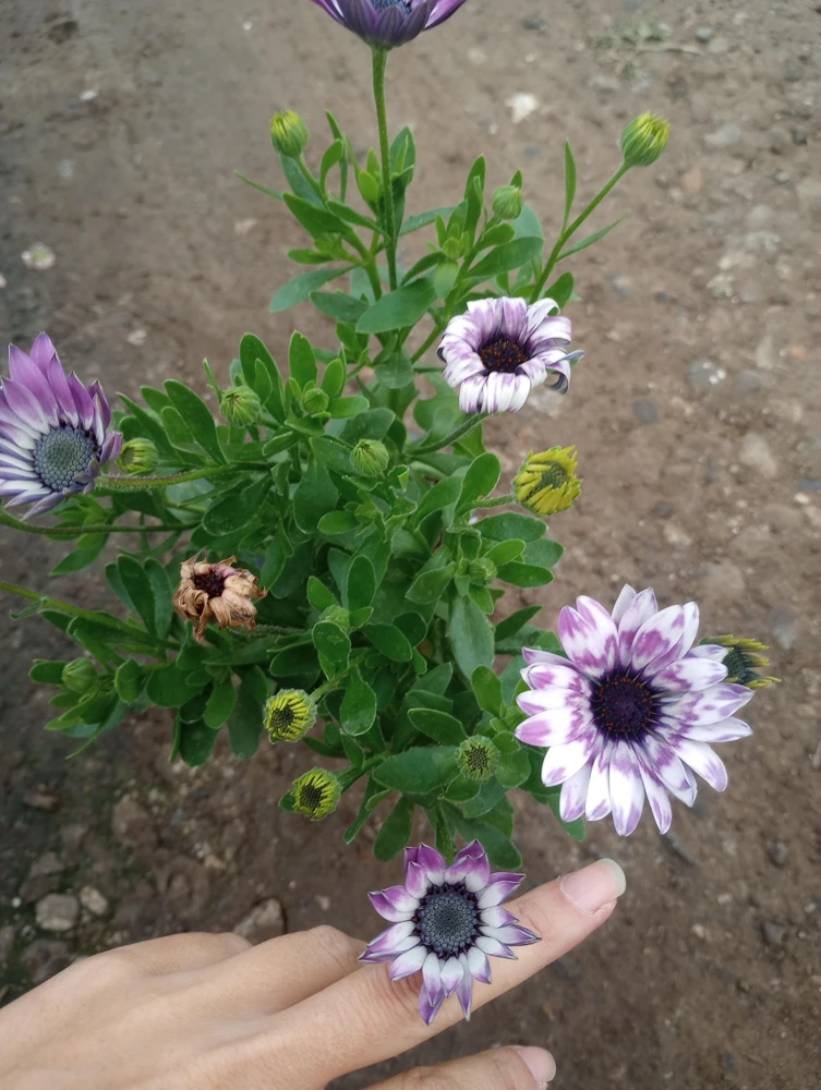 African Daisy Live Plant, 6 inch Pot, Vibrant Blooms, Indoor/Outdoor - Image 1
