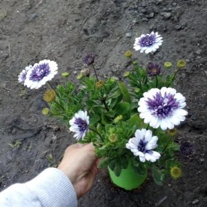 African Daisy Live Plant – 6 inch Pot – Vibrant, Easy-Care Flowers - Image 2
