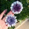 African Daisy Live Plant – 6 inch Pot – Vibrant, Easy-Care Flowers - Image 1