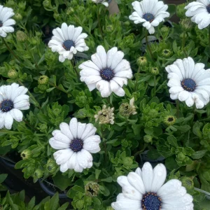 African Daisy Live Plant – 6 inch Pot – Vibrant Flowers – Outdoor - Image 2