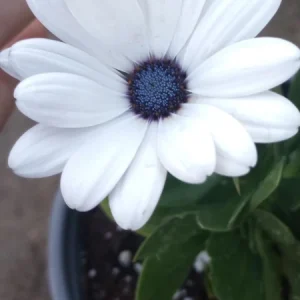 African Daisy Live Plant – 6 inch Pot – Vibrant Flowers – Outdoor - Image 1