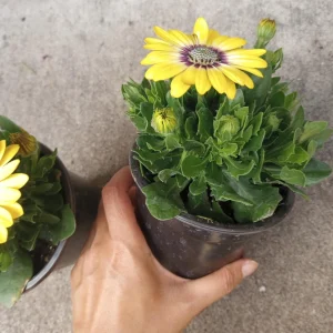 African Daisy Live Plant, 6 inch Pot - Vibrant Outdoor Perennial - Image 2