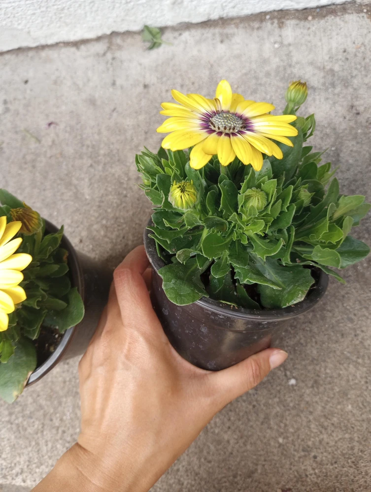 African Daisy Live Plant, 6 inch Pot - Vibrant Outdoor Perennial - Image 2