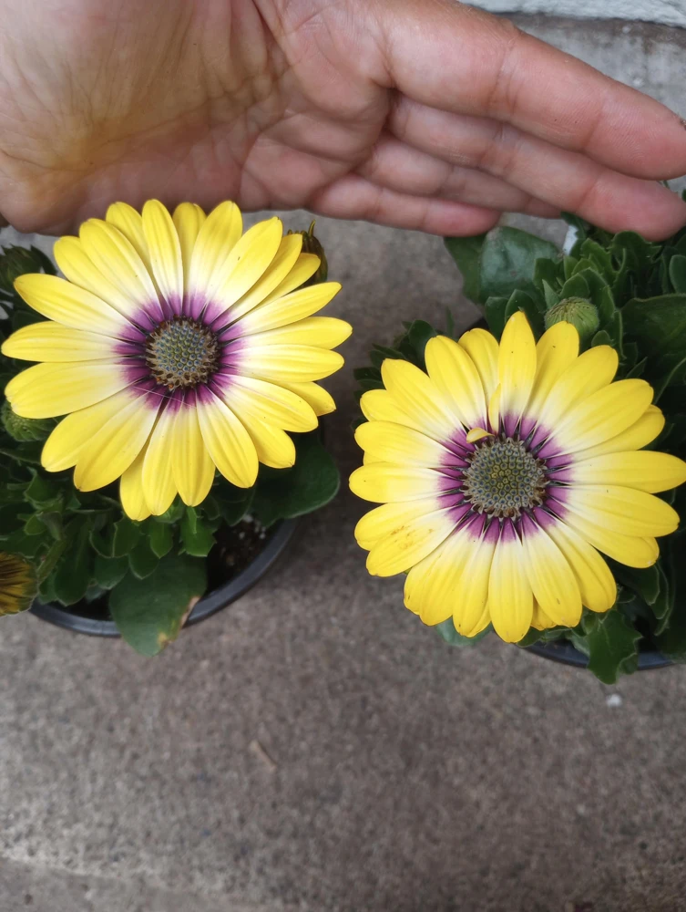 African Daisy Live Plant, 6 inch Pot - Vibrant Outdoor Perennial - Image 3