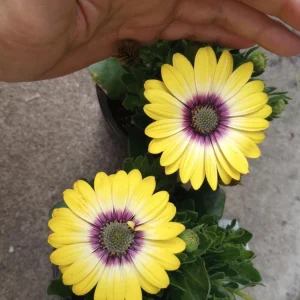 African Daisy Live Plant, 6 inch Pot - Vibrant Outdoor Perennial - Image 4