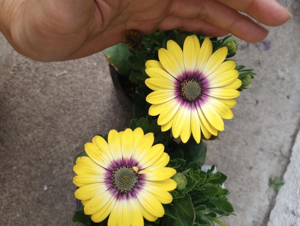 African Daisy Live Plant, 6 inch Pot - Vibrant Outdoor Perennial - Image 4