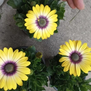 African Daisy Live Plant, 6 inch Pot - Vibrant Outdoor Perennial - Image 5