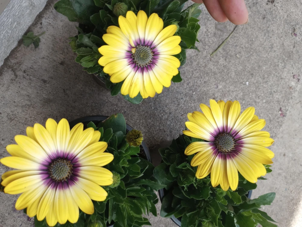 African Daisy Live Plant, 6 inch Pot - Vibrant Outdoor Perennial - Image 5