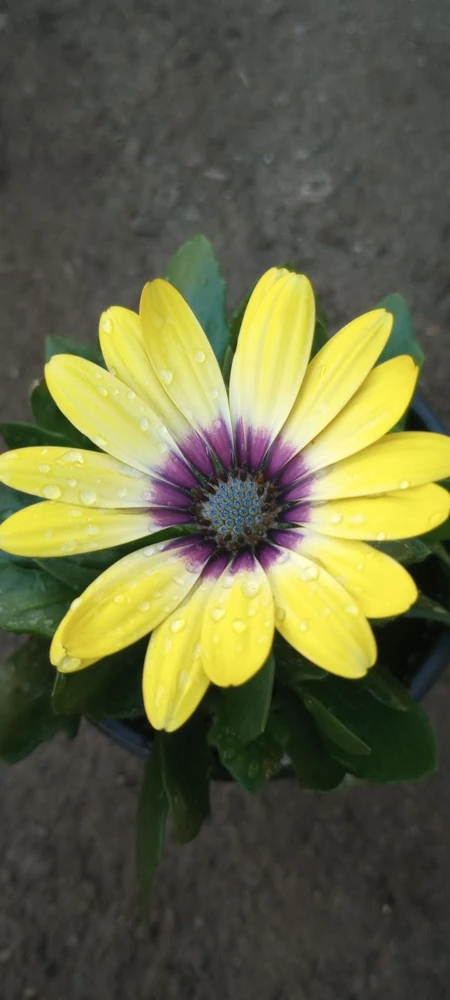 African Daisy Live Plant, 6 inch Pot - Vibrant Outdoor Perennial - Image 1