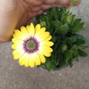 African Daisy Live Plant, 6 inch Pot - Vibrant Outdoor Perennial - Image 6