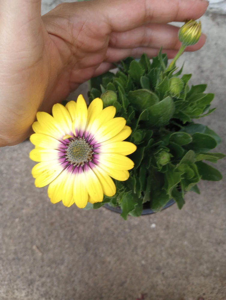 African Daisy Live Plant, 6 inch Pot - Vibrant Outdoor Perennial - Image 6