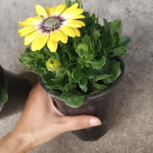 African Daisy Live Plant, 6 inch Pot - Vibrant Outdoor Perennial - Image 7