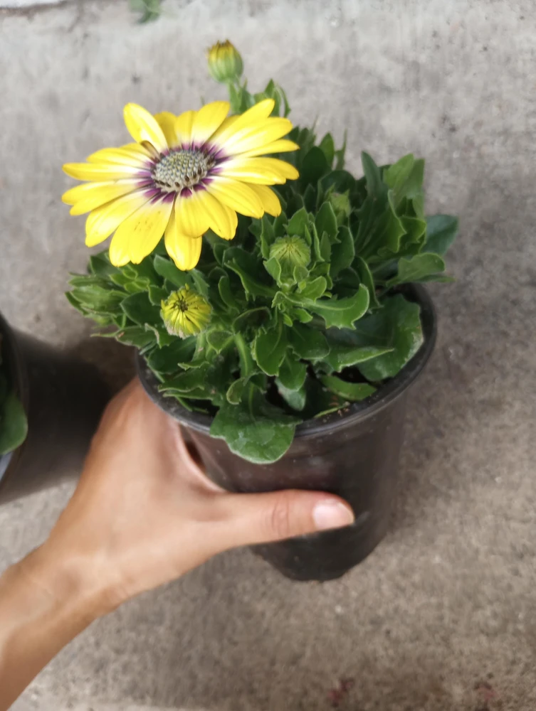 African Daisy Live Plant, 6 inch Pot - Vibrant Outdoor Perennial - Image 7