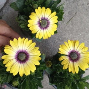 African Daisy Live Plant, 6 inch Pot - Vibrant Outdoor Perennial - Image 8