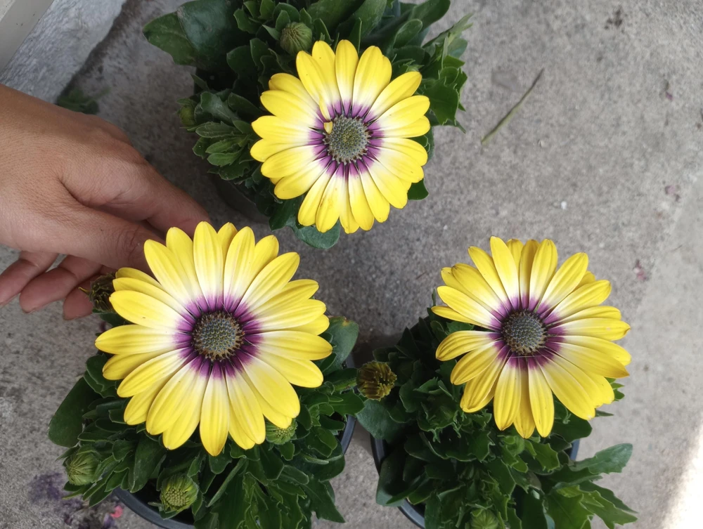 African Daisy Live Plant, 6 inch Pot - Vibrant Outdoor Perennial - Image 8