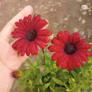 African Daisy Red Live Plant – Osteospermum – 6 Inch Pot - Image 2