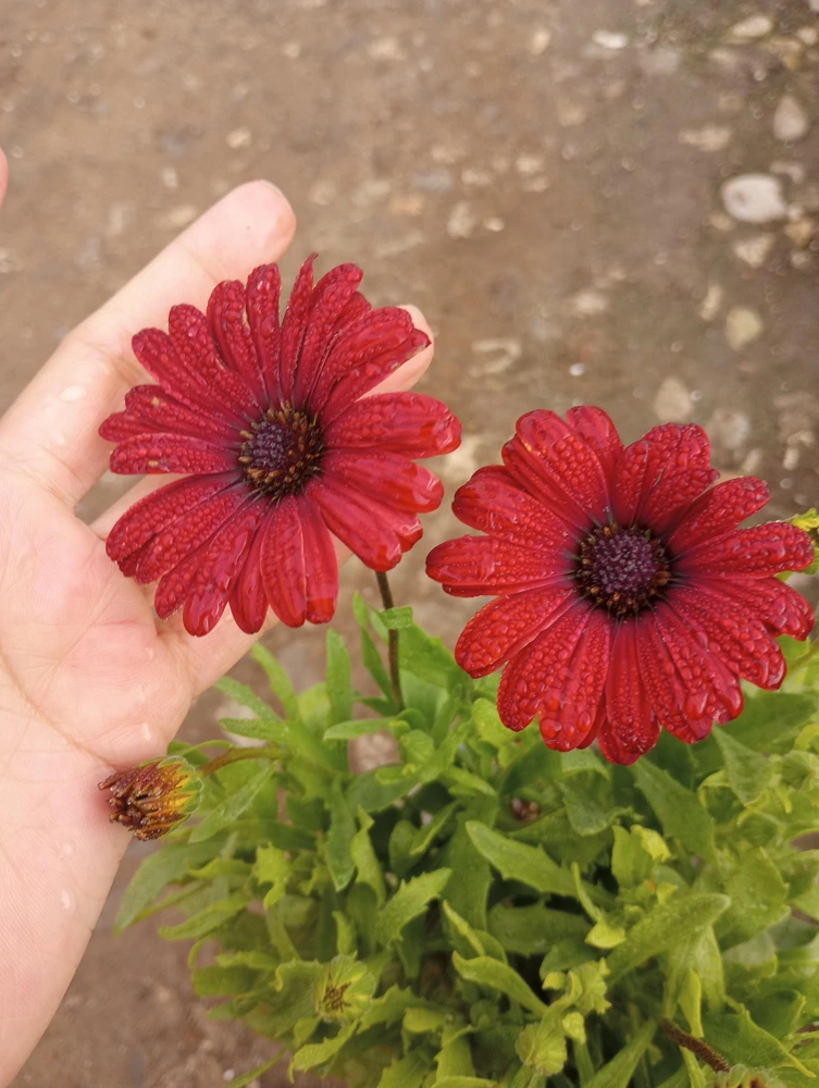 African Daisy Red Live Plant – Osteospermum – 6 Inch Pot - Image 2