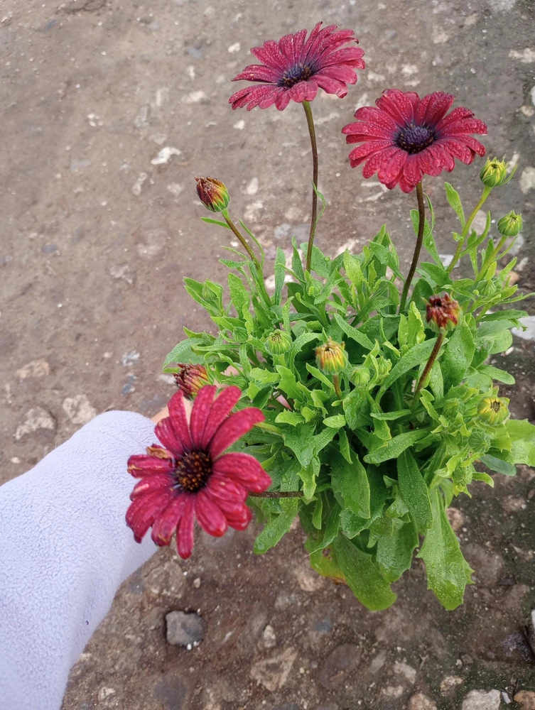 African Daisy Red Live Plant – Osteospermum – 6 Inch Pot - Image 1