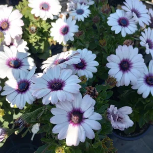 African Daisy Side Show White Live Plant – Heat-Tolerant – 6 inch pot - Image 2
