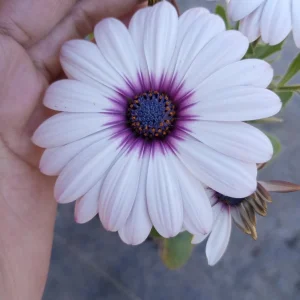 African Daisy Side Show White Live Plant – Heat-Tolerant – 6 inch pot - Image 4