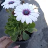 African Daisy Side Show White Live Plant – Heat-Tolerant – 6 inch pot - Image 1